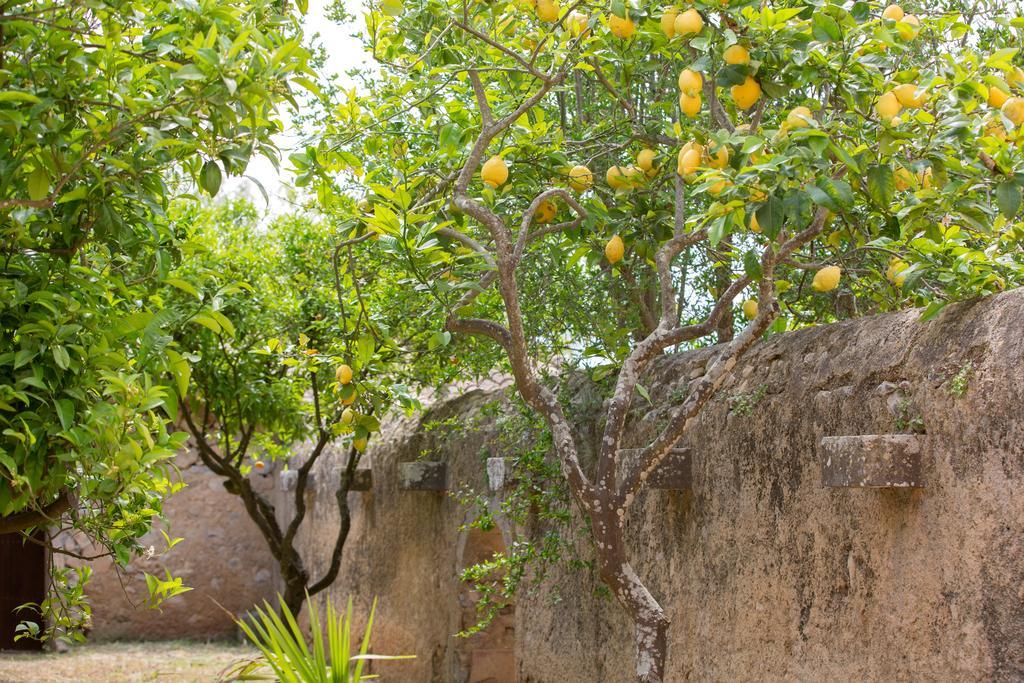 Agroturismo Es Pla De Llodra Manacor  Exteriér fotografie