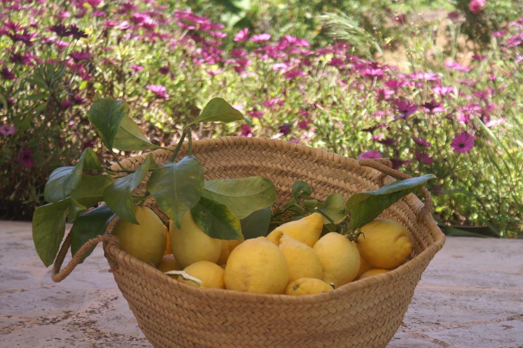 Agroturismo Es Pla De Llodra Manacor  Pokoj fotografie